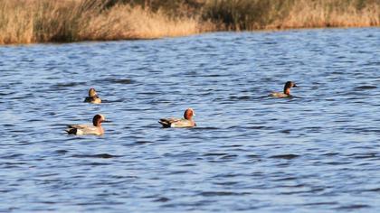 Eurasian Wigeon
