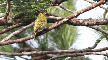 Eurasian Siskin
