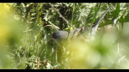 Menetries`s Warbler