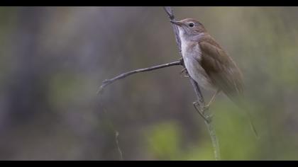 Common Nightingale