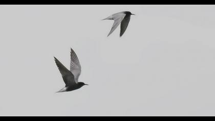 Black Tern