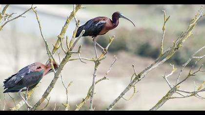 Glossy Ibis