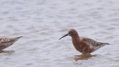 Curlew Sandpiper