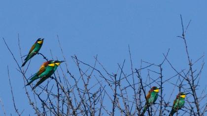 European Bee-eater