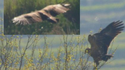 Lesser Spotted Eagle