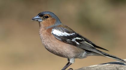 Common Chaffinch
