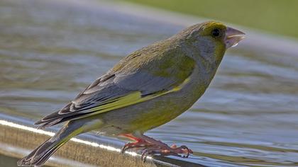 European Greenfinch