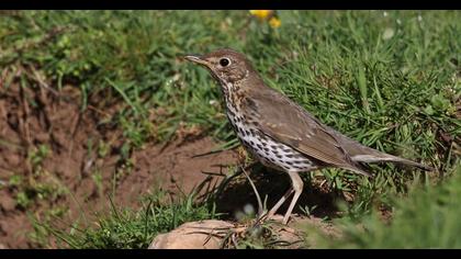 Song Thrush