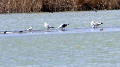 Lesser Black-backed Gull