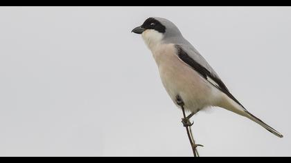 Lesser Grey Shrike