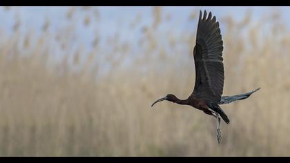 Glossy Ibis
