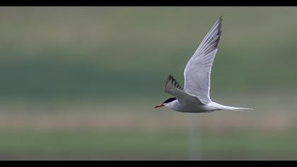 Common Tern