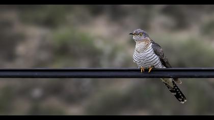 Common Cuckoo