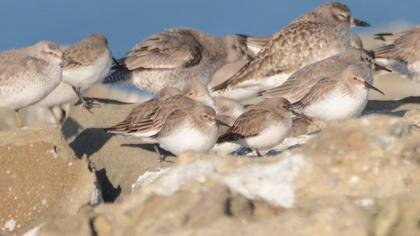Karakarınlı kumkuşu
