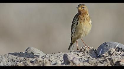 Red-throated Pipit