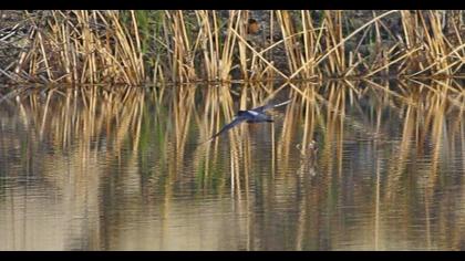 Spotted Redshank