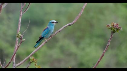 European Roller