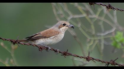 Kızılsırtlı örümcekkuşu