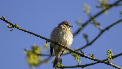 Eurasian Blackcap