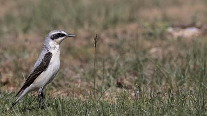 Northern Wheatear