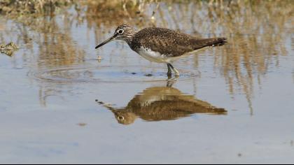 Green Sandpiper