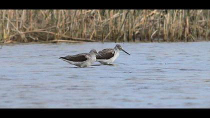 Common Greenshank