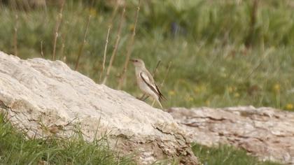 White-winged Snowfinch