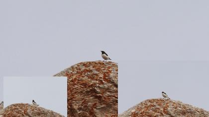 Finsch`s Wheatear