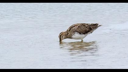 Common Snipe