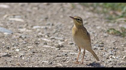 Tawny Pipit