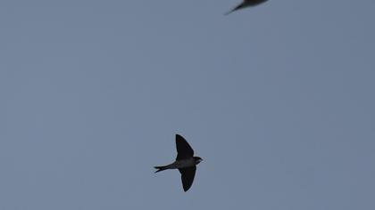 Common House Martin