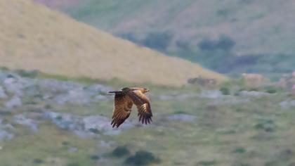 Steppe Eagle