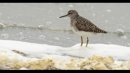 Wood Sandpiper