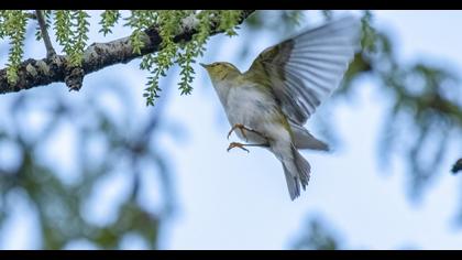 Wood Warbler