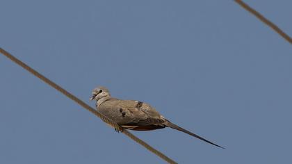 Namaqua Dove