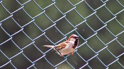 House Sparrow