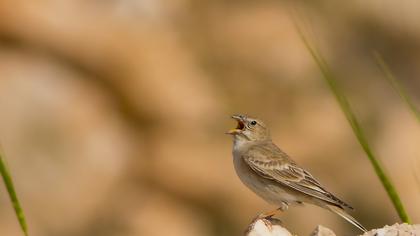 Pale Rockfinch