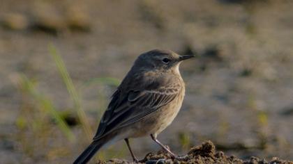 Water Pipit