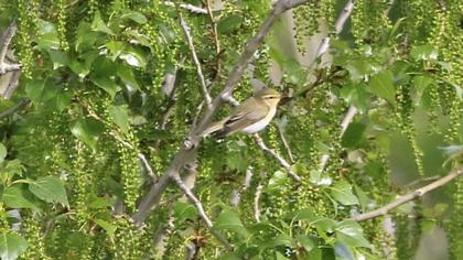 Willow Warbler