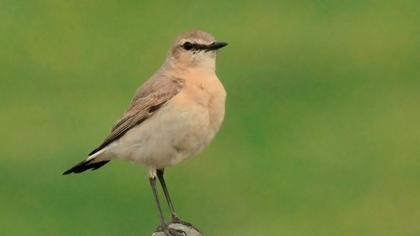 Isabelline Wheatear