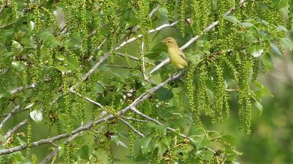 Icterine Warbler