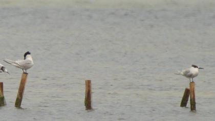 Sandwich Tern