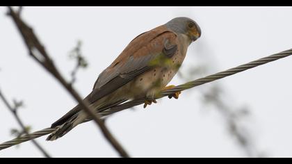 Lesser Kestrel