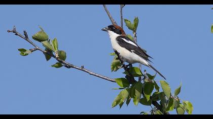 Woodchat Shrike