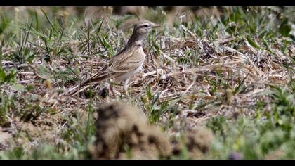 Greater Short-toed Lark