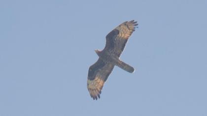 European Honey Buzzard