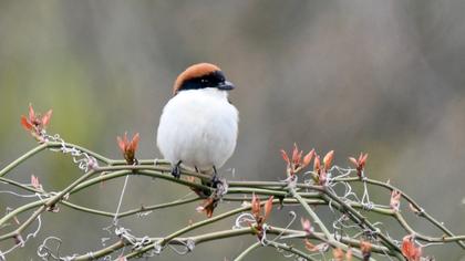 Kızılbaşlı örümcekkuşu