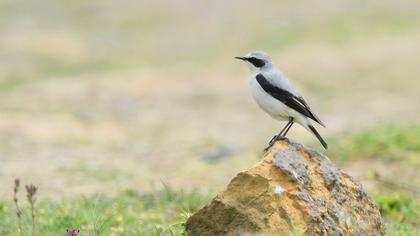 Northern Wheatear