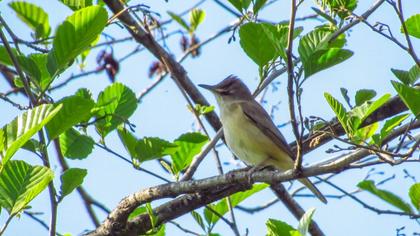 Great Reed Warbler