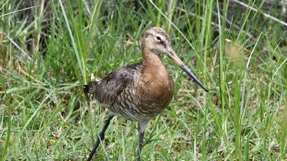 Black-tailed Godwit